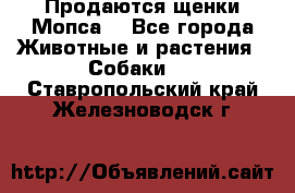 Продаются щенки Мопса. - Все города Животные и растения » Собаки   . Ставропольский край,Железноводск г.